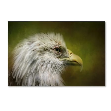 Jai Johnson 'Bald Eagle In The Grove' Canvas Art,30x47